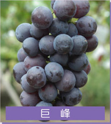 巨峰