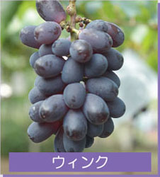 ウィンク